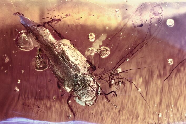 Detailed Fossil Leafhopper (Cicadellidae) In Baltic Amber #330659